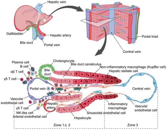 肝脏的基本结构