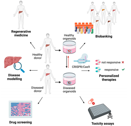 肝脏类器官的应用