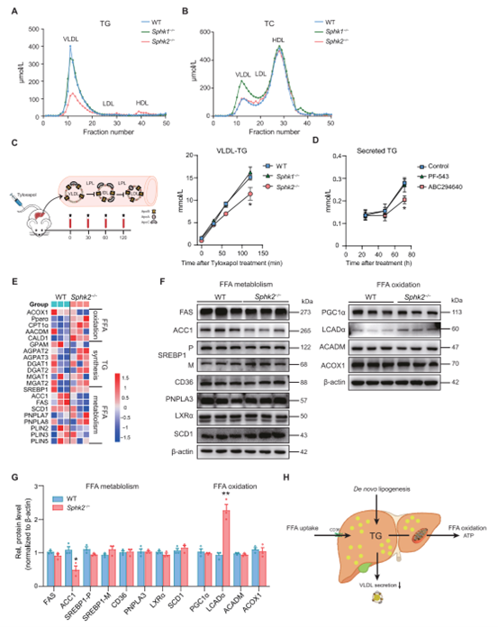 Sphk2−/−小鼠肝脏VLDL-TG分泌减少