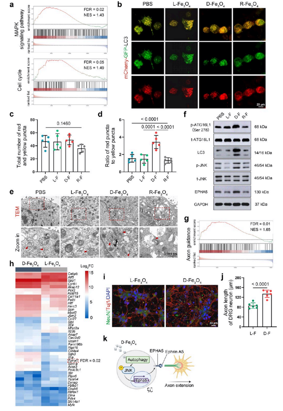 自噬通过EPHA5介导的轴突导向参与手性选择性神经修复