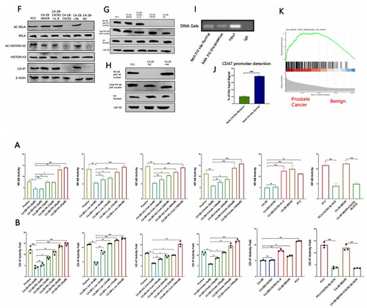 IL-8/CXCR2通路通过p65乙酰化上调CD47表达