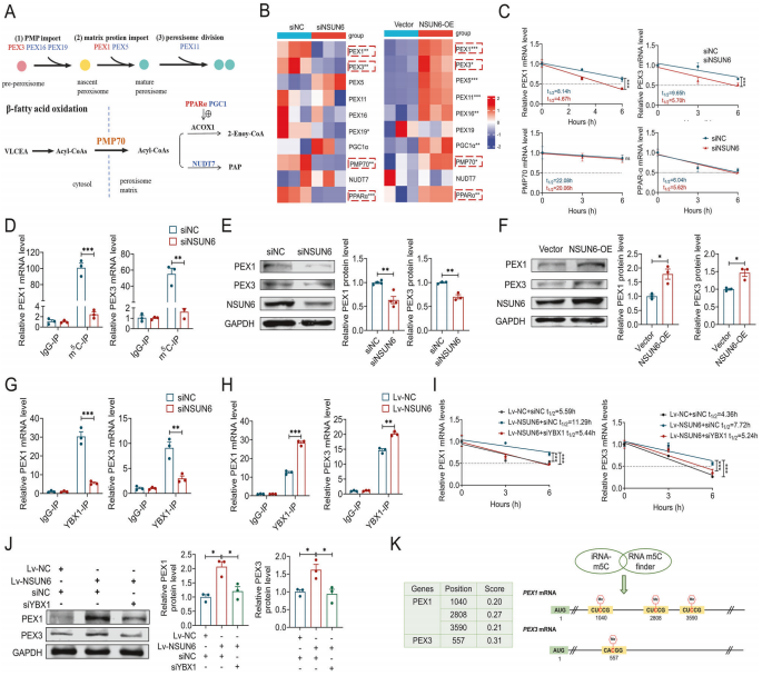 NSUN6以m⁵C-YBX1依赖的方式增强PEX1和PEX3的RNA稳定性