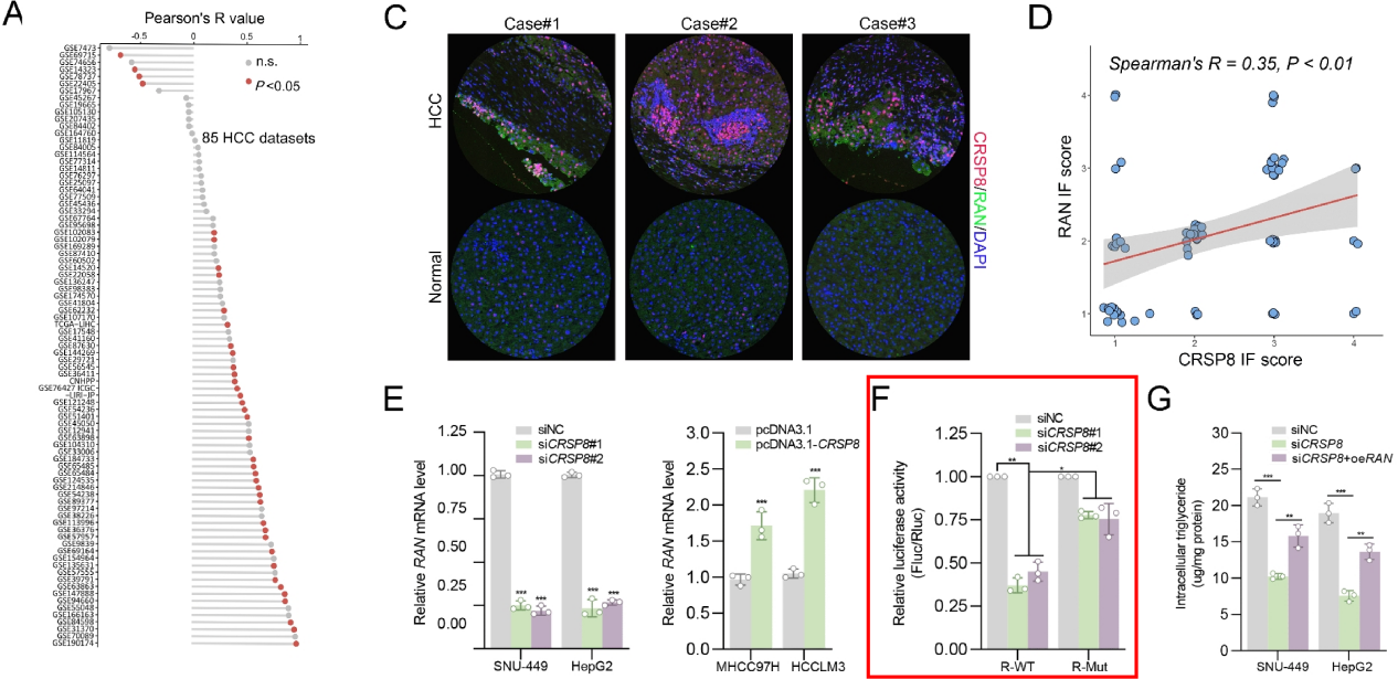 CRSP8调控RAN表达研究中的双荧光素酶应用