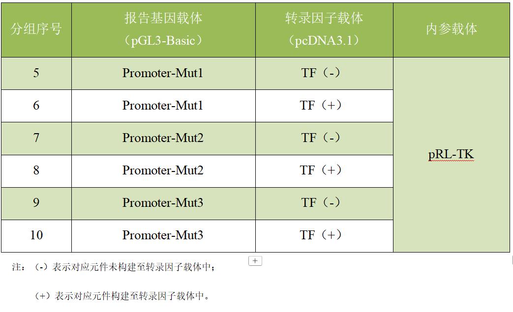 启动子和转录因子结合位点验证的双荧光素酶实验分组