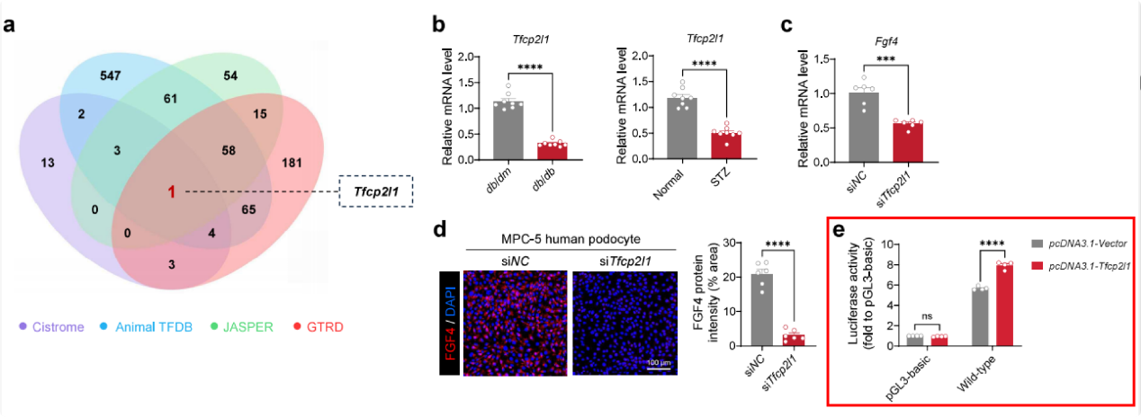 Tfcp2l1调控FGF4表达研究中的双荧光素酶应用