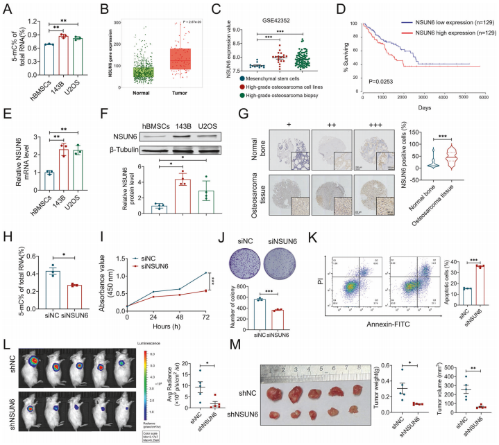 NSUN6的表达水平与骨肉瘤恶性程度呈正相关