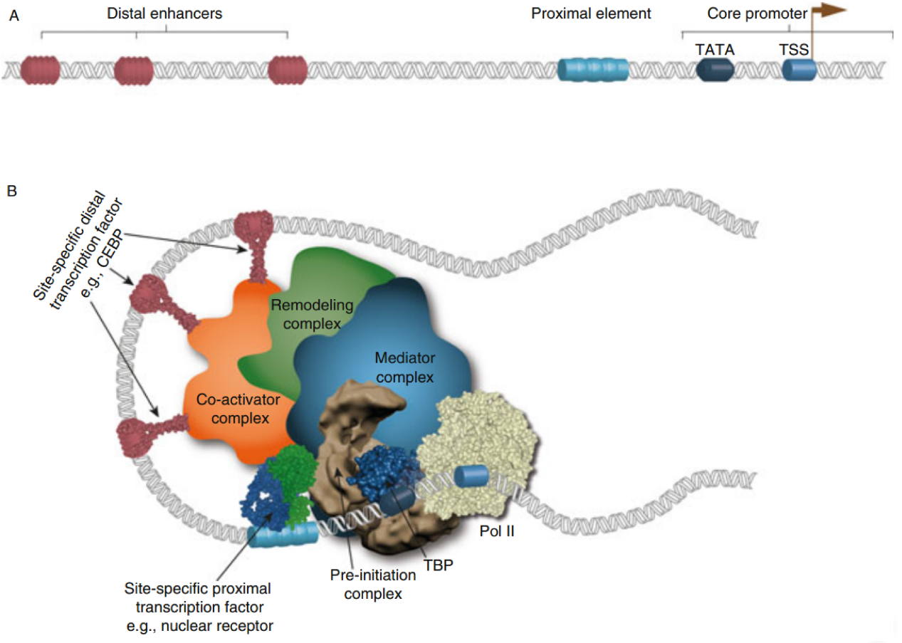 基因转录机制示意图
