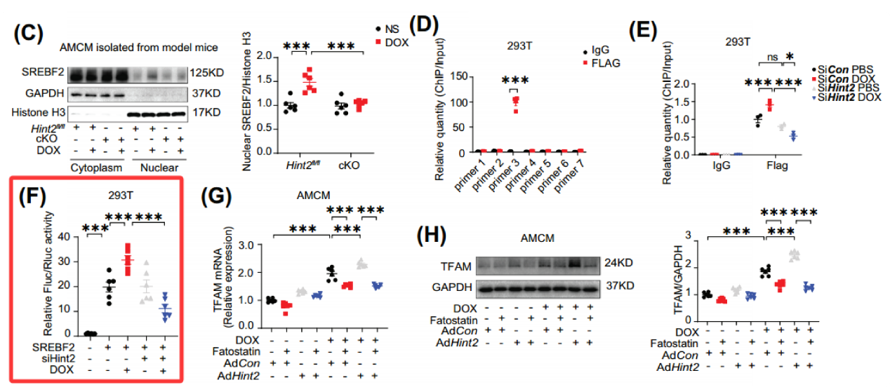 SREBF2调控TFAM表达研究中的双荧光素酶应用