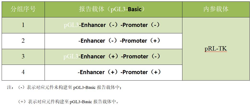 增强子和目的启动子活性验证的双荧光素酶实验分组