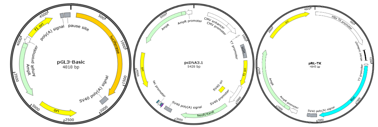 启动子和转录因子互作验证双荧光素酶质粒系统