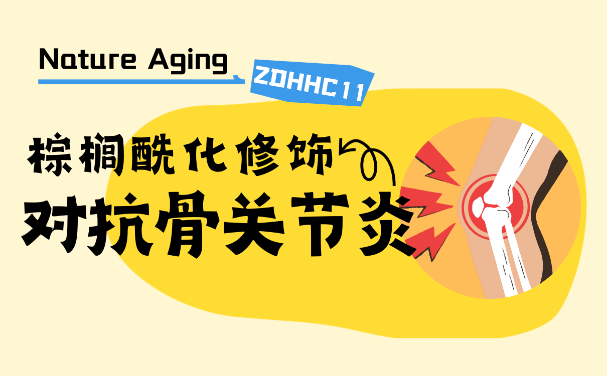 棕榈酰化修饰如何守护软骨