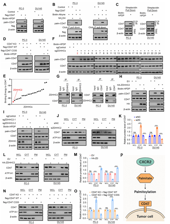 ZDHHC2介导的棕榈酰化调控CD47膜定位