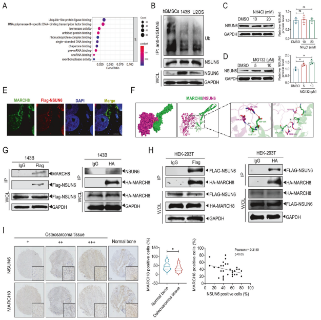 MARCH8与NSUN6相互作用并调控其在骨肉瘤细胞中的泛素化