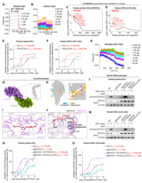 TDI01作为ROCK2选择性抑制剂的特性表征