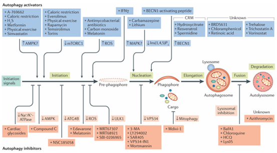 药物和干预措施调控自噬通路