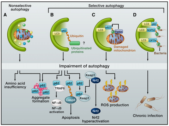 非选择性与选择性自噬