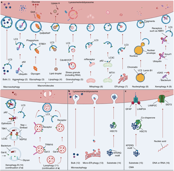 不同的自噬机制