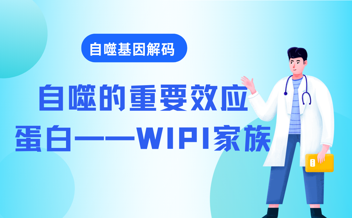 自噬的重要效应蛋白--WIPI家族