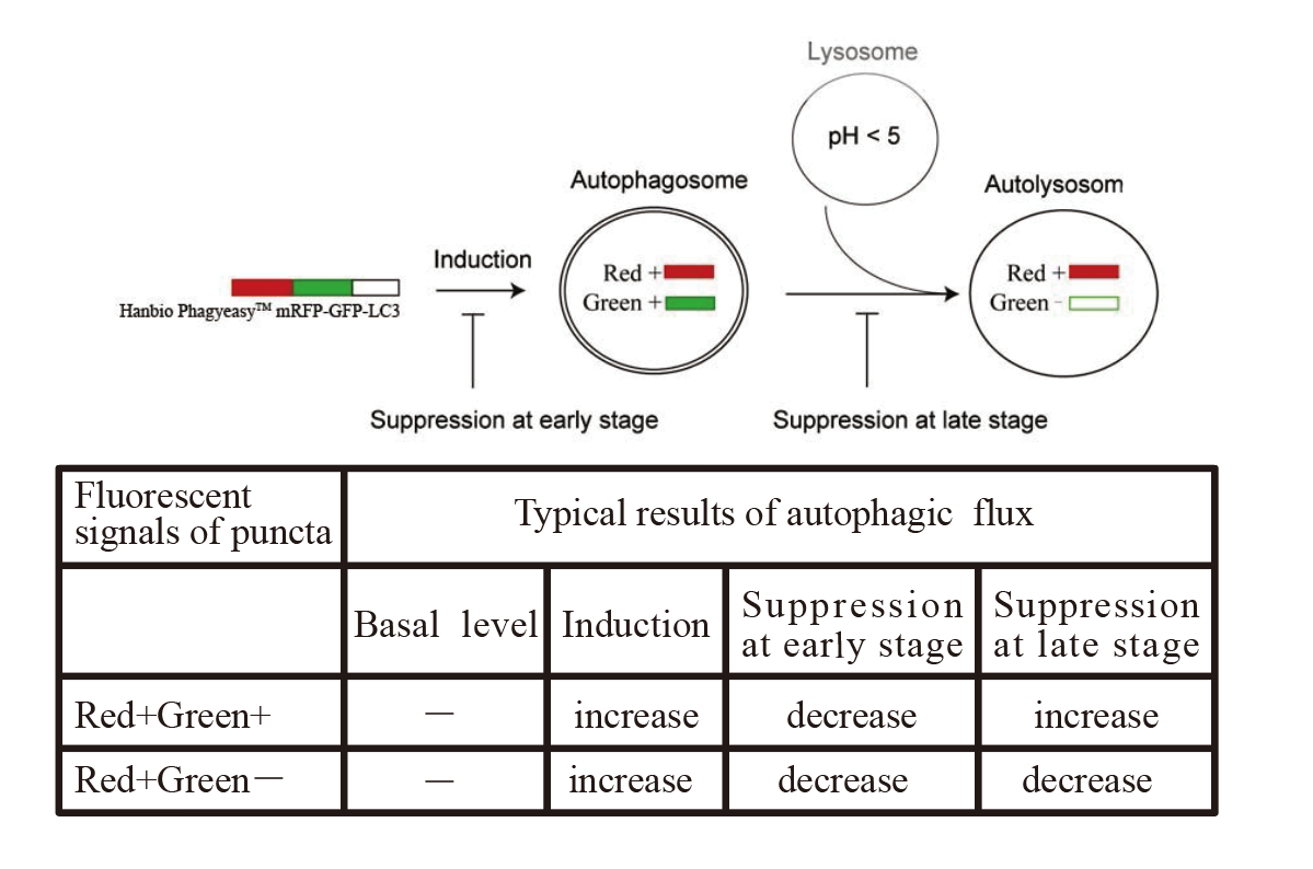 自噬双荧光监测原理