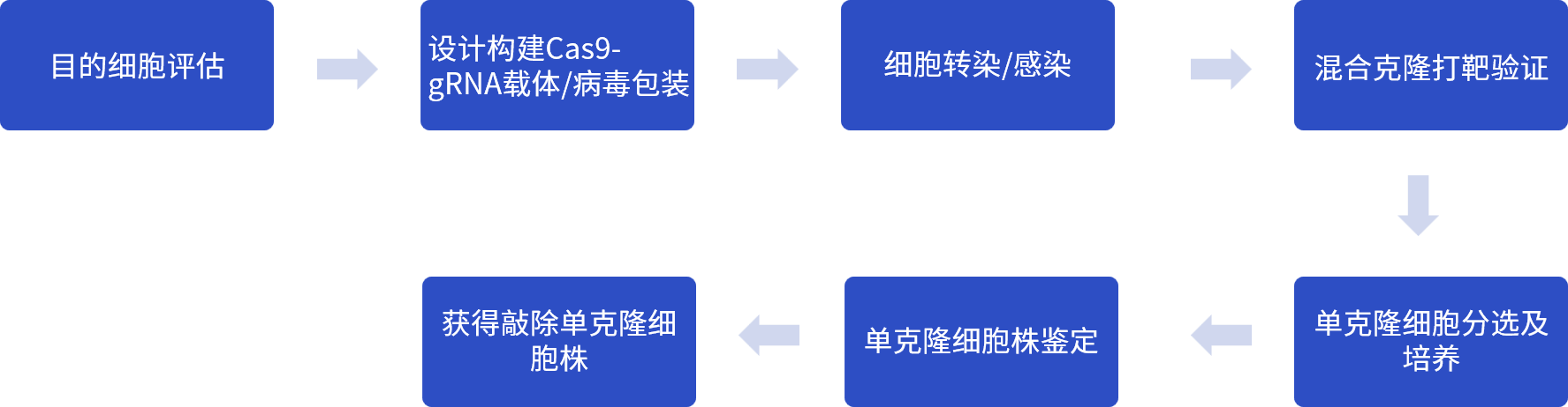 基因敲除细胞系构建流程